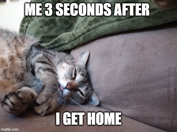 ME 3 SECONDS AFTER; I GET HOME | image tagged in cat | made w/ Imgflip meme maker