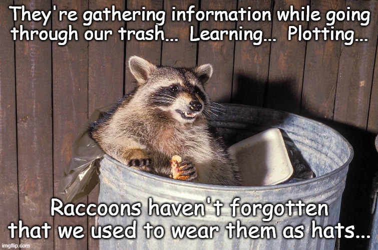 They haven't forgotten... | They're gathering information while going through our trash...  Learning...  Plotting... Raccoons haven't forgotten that we used to wear them as hats... | image tagged in raccoons,trash,hats | made w/ Imgflip meme maker
