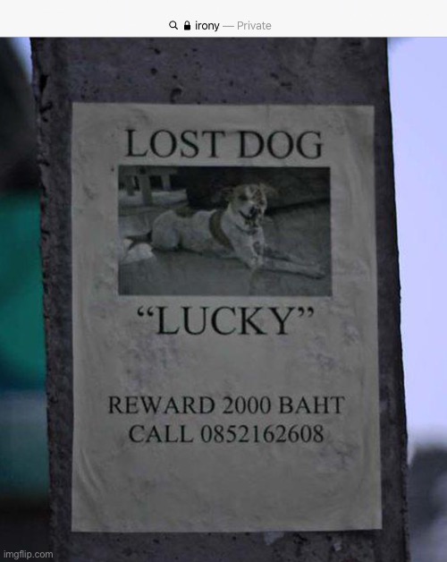 This dog must be VERY lucky - Imgflip