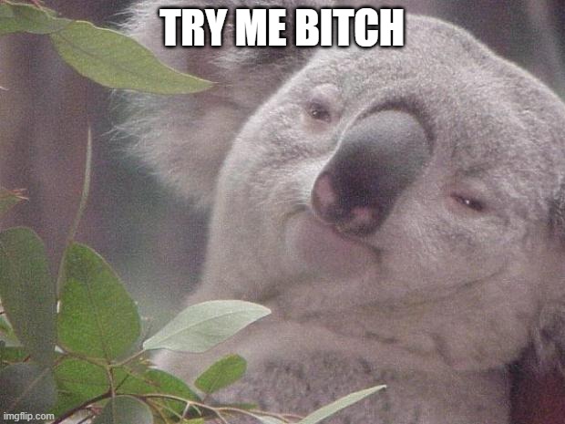 Dank Koala | TRY ME BITCH | image tagged in dank koala | made w/ Imgflip meme maker