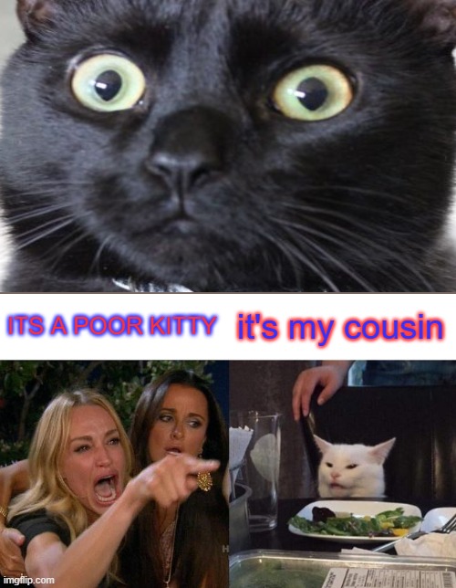 NANI?!?!?!??!?!?1??!?! | ITS A POOR KITTY; it's my cousin | image tagged in memes,woman yelling at cat,wait what | made w/ Imgflip meme maker