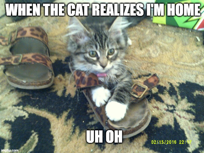 WHEN THE CAT REALIZES I'M HOME; UH OH | made w/ Imgflip meme maker