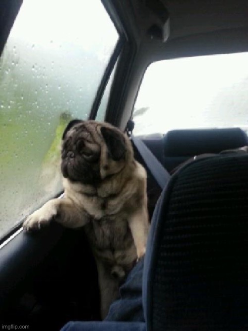 I'm kinda disappointed about this pug. He's so...SAD. | image tagged in introspective pug | made w/ Imgflip meme maker