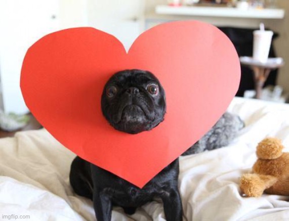 Love pug | image tagged in love pug | made w/ Imgflip meme maker