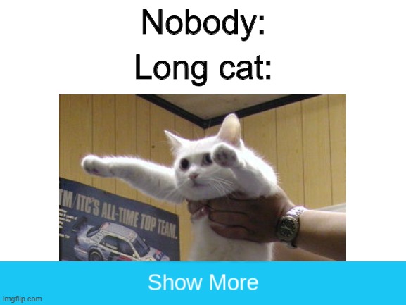 Nobody:; Long cat: | image tagged in long cat,cats,funny,memes | made w/ Imgflip meme maker