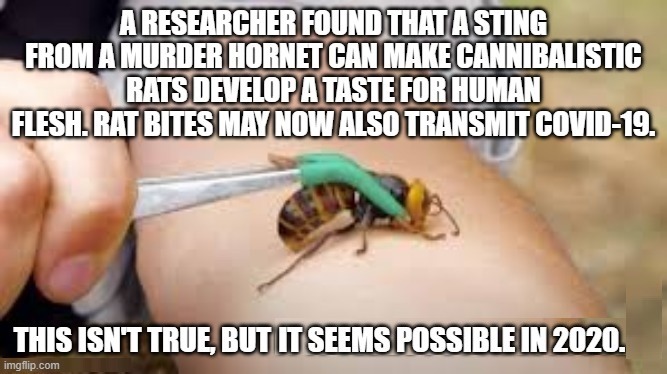 Murder Hornet Cannibal Rats | image tagged in funny | made w/ Imgflip meme maker