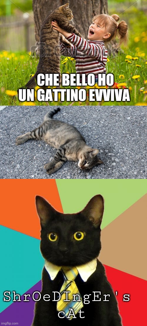 CHE BELLO HO UN GATTINO EVVIVA; ShrOeDIngEr's 
cAt | image tagged in cat,physics | made w/ Imgflip meme maker