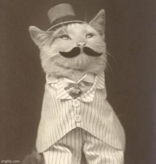 Moustache cat posh | image tagged in moustache cat posh | made w/ Imgflip meme maker