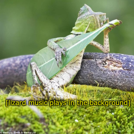 High Quality Lizard Blank Meme Template