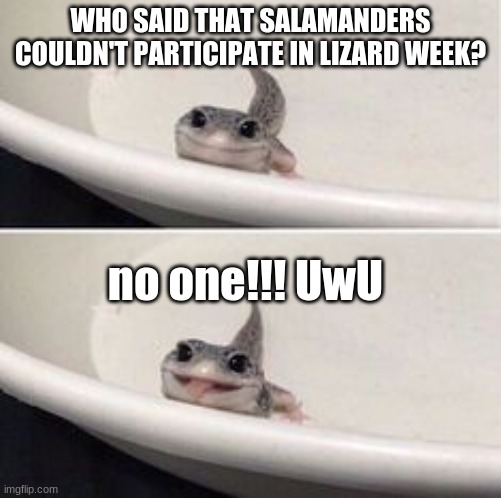 cute salamander bleghhh | WHO SAID THAT SALAMANDERS COULDN'T PARTICIPATE IN LIZARD WEEK? no one!!! UwU | image tagged in cute salamander bleghhh | made w/ Imgflip meme maker