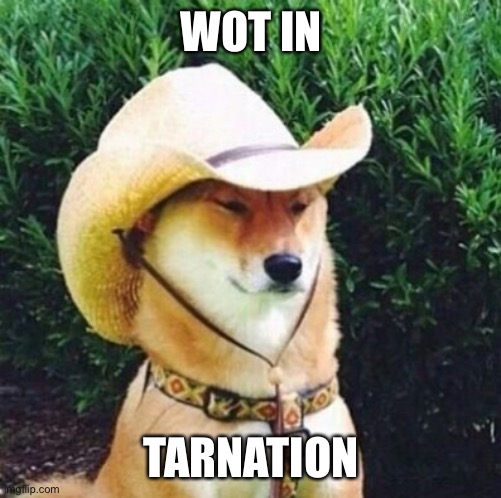 Wot in Tarnation Dog | WOT IN TARNATION | image tagged in wot in tarnation dog | made w/ Imgflip meme maker
