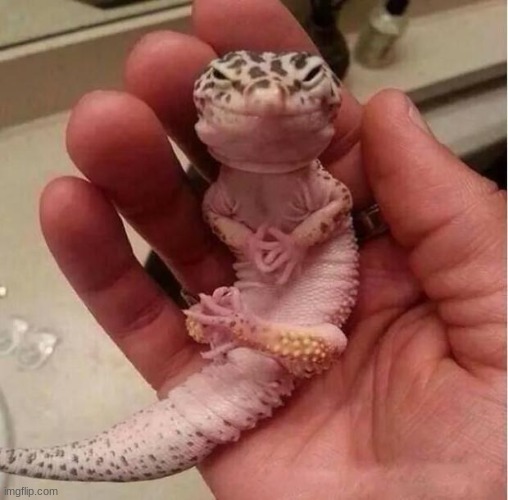 Evil Lizard | image tagged in evil lizard | made w/ Imgflip meme maker