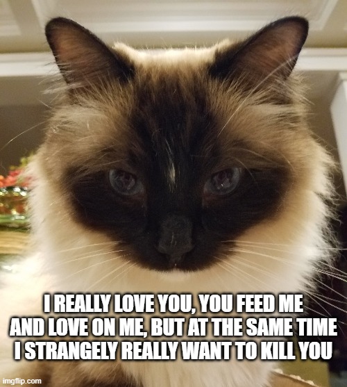 I really, really love you but | I REALLY LOVE YOU, YOU FEED ME
AND LOVE ON ME, BUT AT THE SAME TIME
I STRANGELY REALLY WANT TO KILL YOU | image tagged in funny memes,memes,cats,love,i love you | made w/ Imgflip meme maker