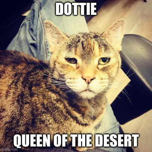Dottie: Queen of the Desert | DOTTIE; QUEEN OF THE DESERT | image tagged in cats,shelter cats,senior cats,office cats,old lady cats | made w/ Imgflip meme maker