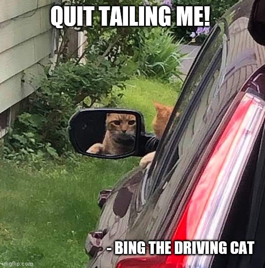 Quit tailing me! | QUIT TAILING ME! - BING THE DRIVING CAT | image tagged in cat driving a car,cats,funny,funny pets,car,tailgating | made w/ Imgflip meme maker