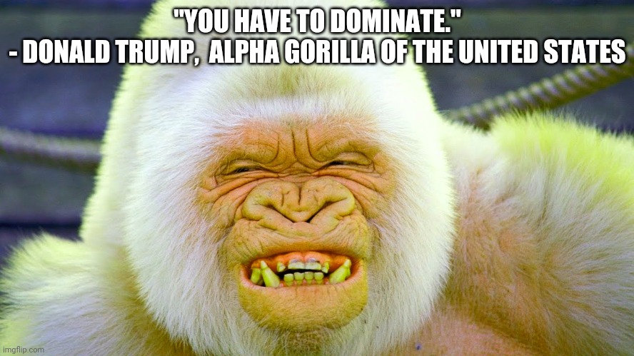 donald trump | "YOU HAVE TO DOMINATE."
- DONALD TRUMP,  ALPHA GORILLA OF THE UNITED STATES | image tagged in donald trump | made w/ Imgflip meme maker