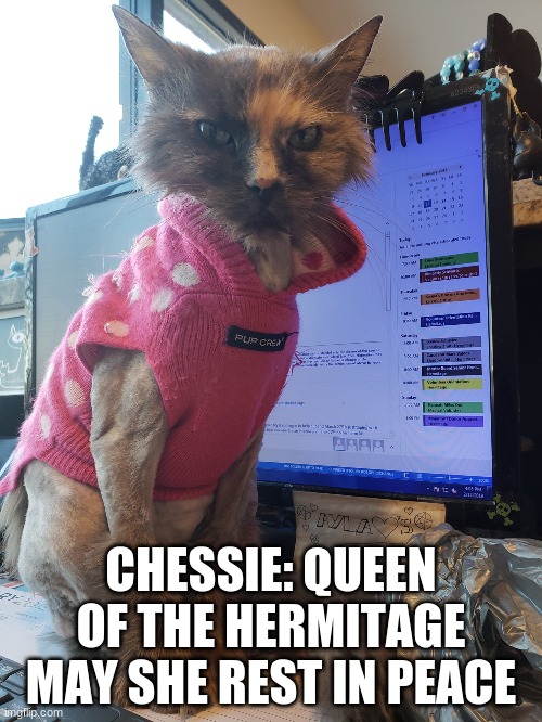 Chessie: Queen of the Hermitage | CHESSIE: QUEEN OF THE HERMITAGE MAY SHE REST IN PEACE | image tagged in cats,shelter cats,lobby cats,senior cats,old lady cats | made w/ Imgflip meme maker