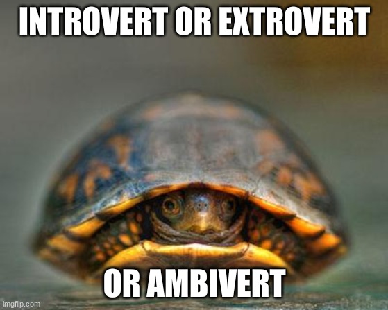 Ambivert all the way | INTROVERT OR EXTROVERT; OR AMBIVERT | image tagged in introverts,extrovert,ambivert,oh wow are you actually reading these tags | made w/ Imgflip meme maker