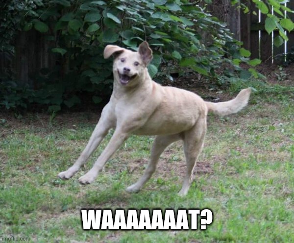 AIR BRAKES | WAAAAAAAT? | image tagged in dogs | made w/ Imgflip meme maker