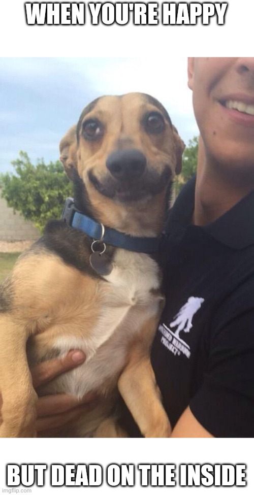 IS DOGGIE HAPPY OR SAD? | WHEN YOU'RE HAPPY; BUT DEAD ON THE INSIDE | image tagged in dogs | made w/ Imgflip meme maker