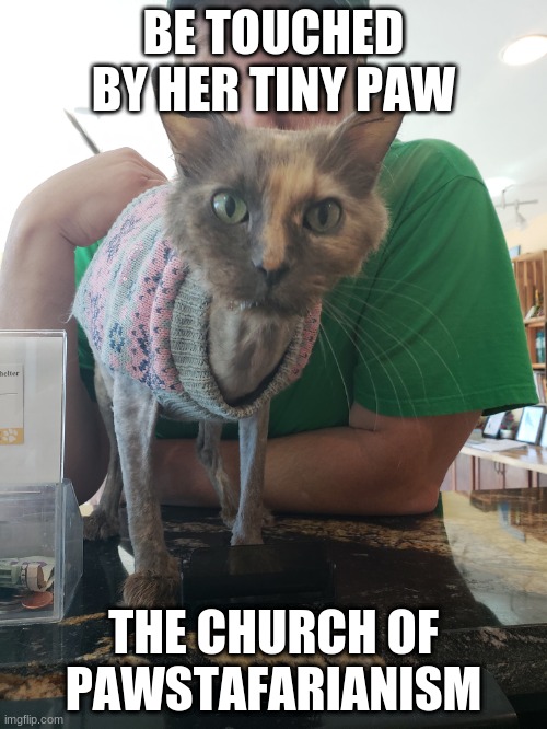 BE TOUCHED BY HER TINY PAW; THE CHURCH OF PAWSTAFARIANISM | image tagged in cats,shelter cats,lobby cats,senior cats,old lady cats | made w/ Imgflip meme maker