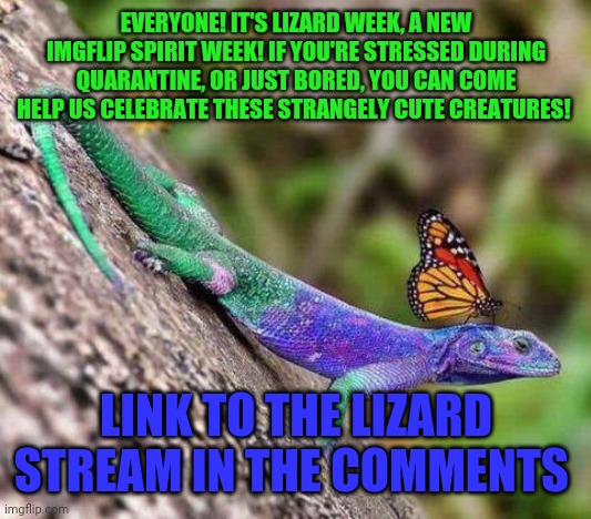 Butterfly Lizard | EVERYONE! IT'S LIZARD WEEK, A NEW IMGFLIP SPIRIT WEEK! IF YOU'RE STRESSED DURING QUARANTINE, OR JUST BORED, YOU CAN COME HELP US CELEBRATE THESE STRANGELY CUTE CREATURES! LINK TO THE LIZARD STREAM IN THE COMMENTS | image tagged in butterfly lizard | made w/ Imgflip meme maker