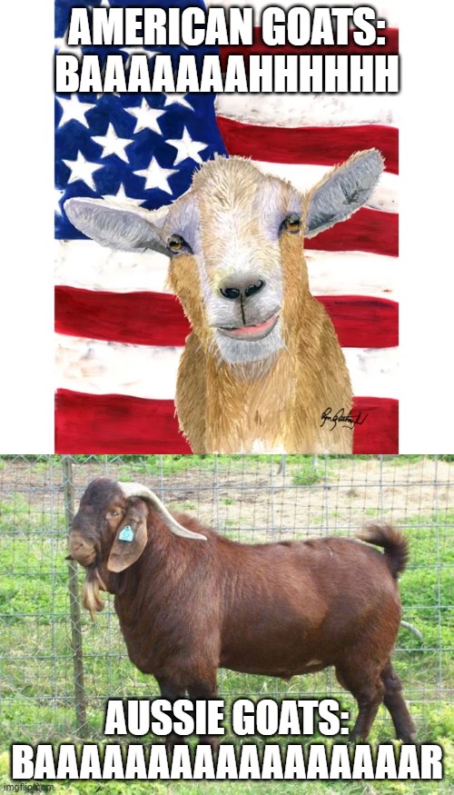 Goats lol | AMERICAN GOATS: BAAAAAAAHHHHHH; AUSSIE GOATS: BAAAAAAAAAAAAAAAAAR | image tagged in aussie,australian,america,american,goat,goats | made w/ Imgflip meme maker