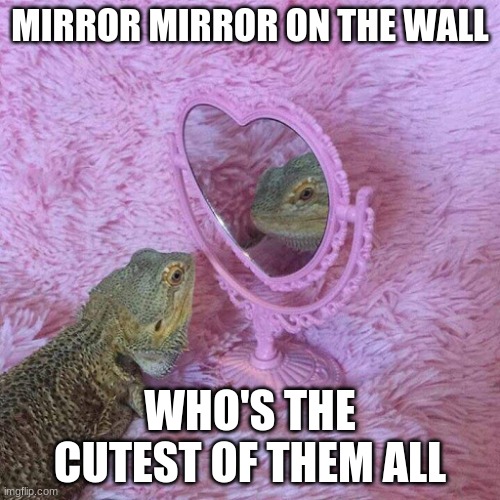 look :D (i made this template...youre welcome, people that will use it) | MIRROR MIRROR ON THE WALL; WHO'S THE CUTEST OF THEM ALL | image tagged in lizard mirror | made w/ Imgflip meme maker