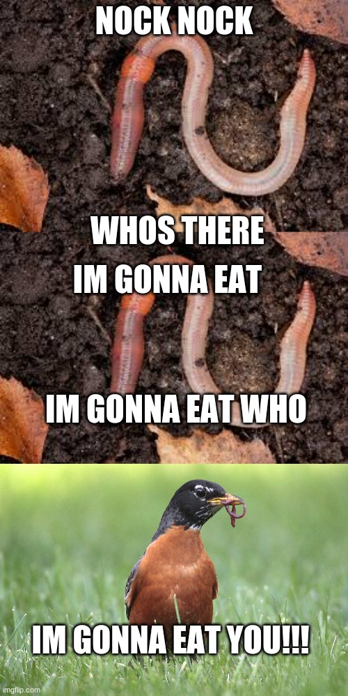 worm kock kock | NOCK NOCK; WHOS THERE; IM GONNA EAT; IM GONNA EAT WHO; IM GONNA EAT YOU!!! | image tagged in funny joke | made w/ Imgflip meme maker