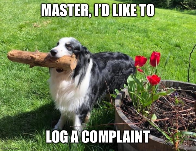 Natural Dog Rhythm | MASTER, I’D LIKE TO; LOG A COMPLAINT | image tagged in logarithm,dog,cat,comedy,pet | made w/ Imgflip meme maker