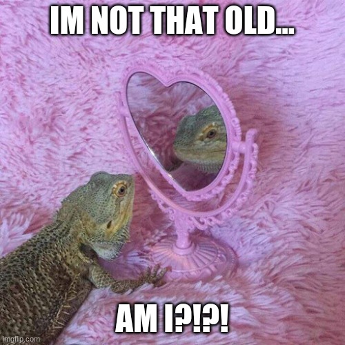 Lizard mirror | IM NOT THAT OLD... AM I?!?! | image tagged in lizard mirror | made w/ Imgflip meme maker