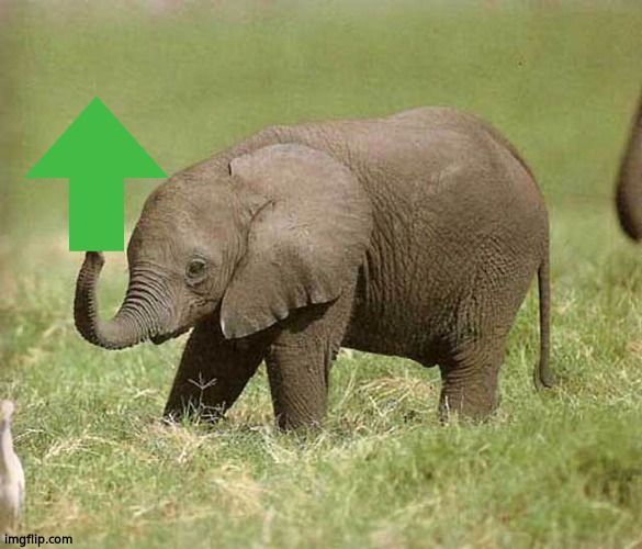 Baby elephant | image tagged in baby elephant | made w/ Imgflip meme maker