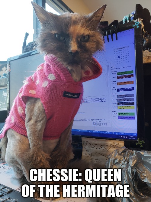 Chessie: Queen of the Hermitage...My dearly departed best friend... | CHESSIE: QUEEN OF THE HERMITAGE | image tagged in cats,shelter cats,senior cats,lobby cats,old lady cats | made w/ Imgflip meme maker