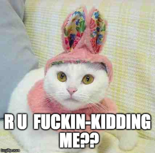 When you find lingerie on your doorstep, FOR THE SECOND TIME!!! | image tagged in funny cat memes,angry cat,disbelief,outrage,am i a joke to you,wtf | made w/ Imgflip meme maker
