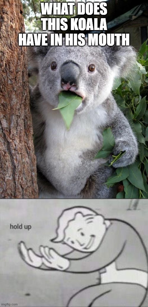 is he getting stoned? | WHAT DOES THIS KOALA HAVE IN HIS MOUTH | image tagged in memes,surprised koala,fallout hold up | made w/ Imgflip meme maker