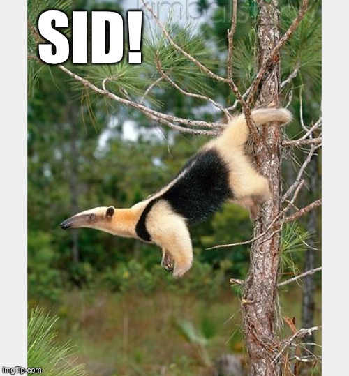 SID! | made w/ Imgflip meme maker