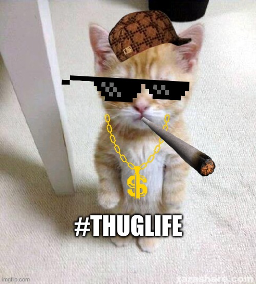 Cute Cat Meme | #THUGLIFE | image tagged in memes,cute cat | made w/ Imgflip meme maker
