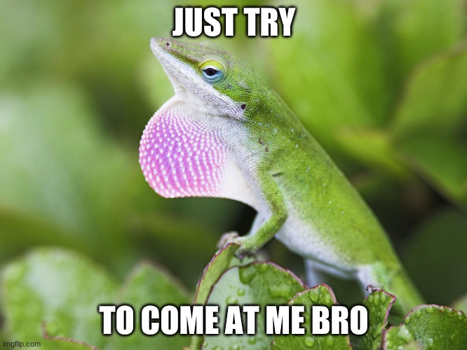 I dare you | JUST TRY; TO COME AT ME BRO | image tagged in green anole | made w/ Imgflip meme maker