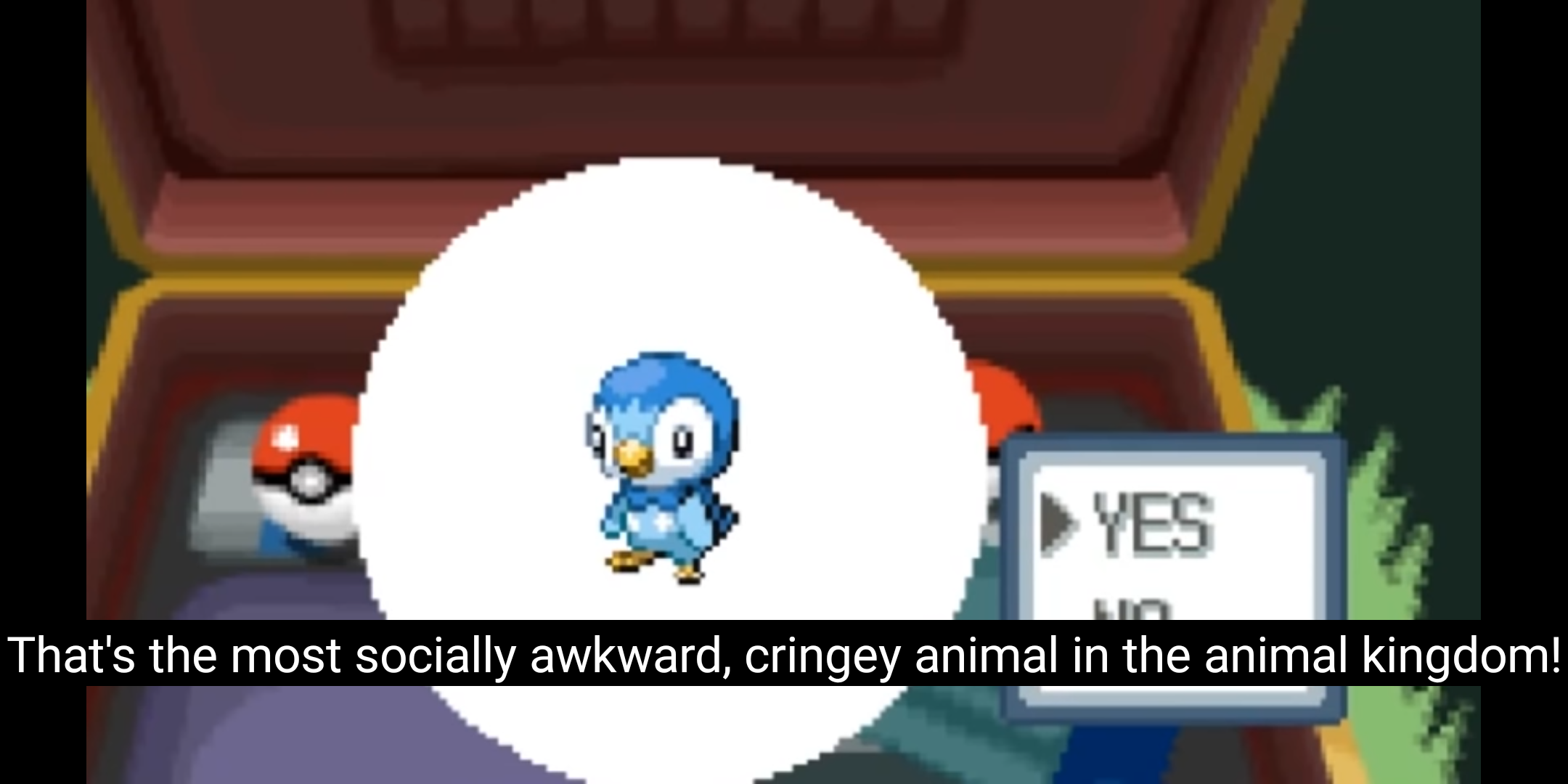 High Quality Socially Awkward Piplup Blank Meme Template