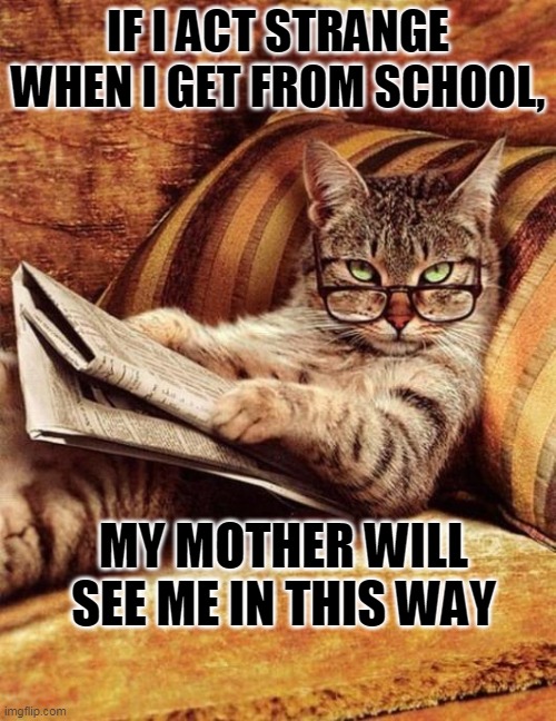 LOL | IF I ACT STRANGE WHEN I GET FROM SCHOOL, MY MOTHER WILL SEE ME IN THIS WAY | image tagged in gato cat | made w/ Imgflip meme maker