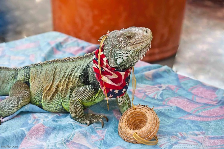 Howdy | image tagged in cowboy lizard | made w/ Imgflip meme maker