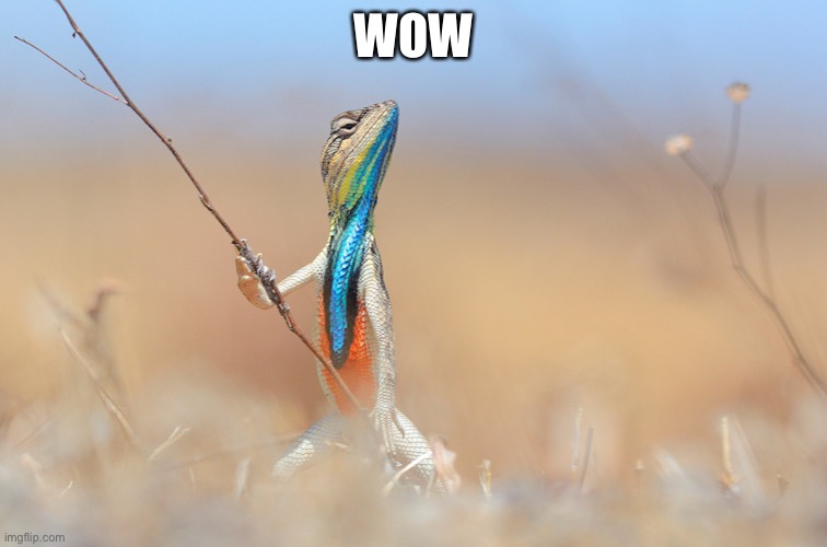 Lizard | WOW | image tagged in lizard | made w/ Imgflip meme maker
