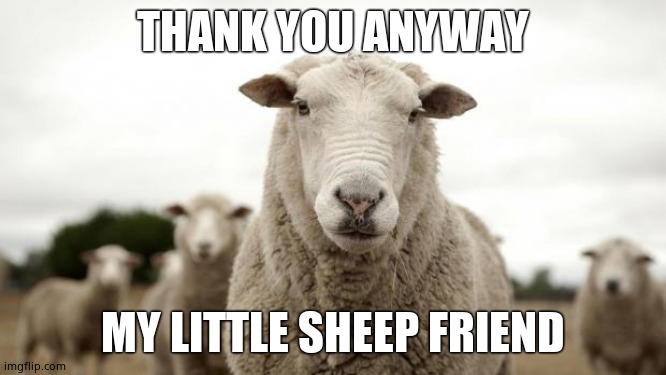 Sheep | THANK YOU ANYWAY MY LITTLE SHEEP FRIEND | image tagged in sheep | made w/ Imgflip meme maker