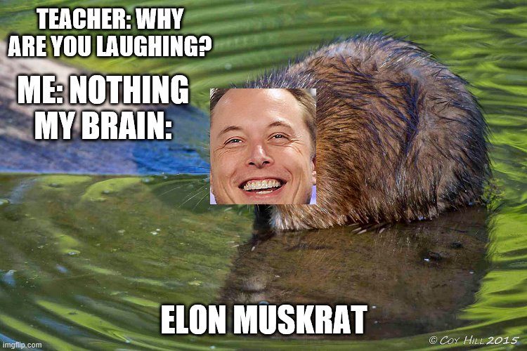 How many more of these Elon Musk memes can we come up with? | TEACHER: WHY ARE YOU LAUGHING? ME: NOTHING
MY BRAIN:; ELON MUSKRAT | image tagged in elon musk,jokes,puns,imgflip | made w/ Imgflip meme maker