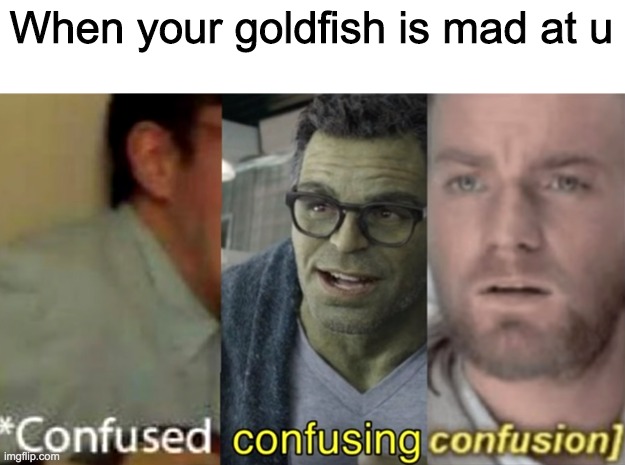 confused confusing confusion | When your goldfish is mad at u | image tagged in confused confusing confusion | made w/ Imgflip meme maker