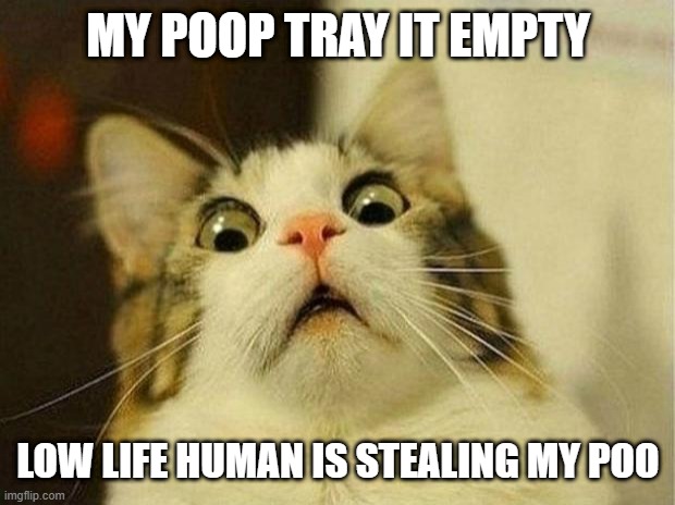 Scared Cat | MY POOP TRAY IT EMPTY; LOW LIFE HUMAN IS STEALING MY POO | image tagged in funny memes,memes | made w/ Imgflip meme maker