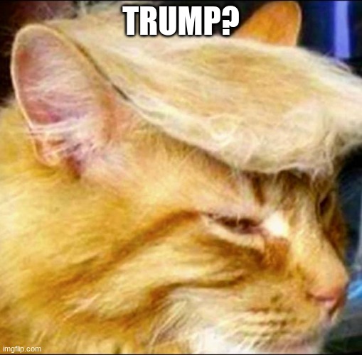 trump? | TRUMP? | image tagged in funny | made w/ Imgflip meme maker
