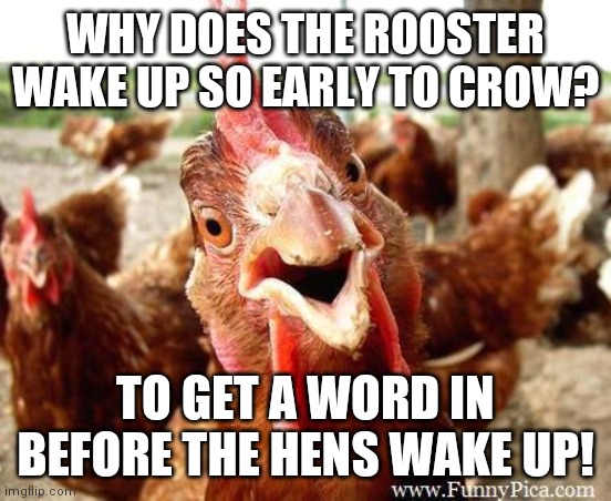 Chicken | WHY DOES THE ROOSTER WAKE UP SO EARLY TO CROW? TO GET A WORD IN BEFORE THE HENS WAKE UP! | image tagged in chicken | made w/ Imgflip meme maker