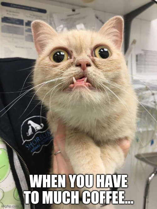 DERPY CLANS | WHEN YOU HAVE TO MUCH COFFEE... | image tagged in derp cat | made w/ Imgflip meme maker