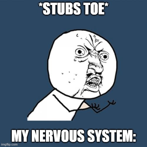 Y U No | *STUBS TOE*; MY NERVOUS SYSTEM: | image tagged in memes,y u no | made w/ Imgflip meme maker